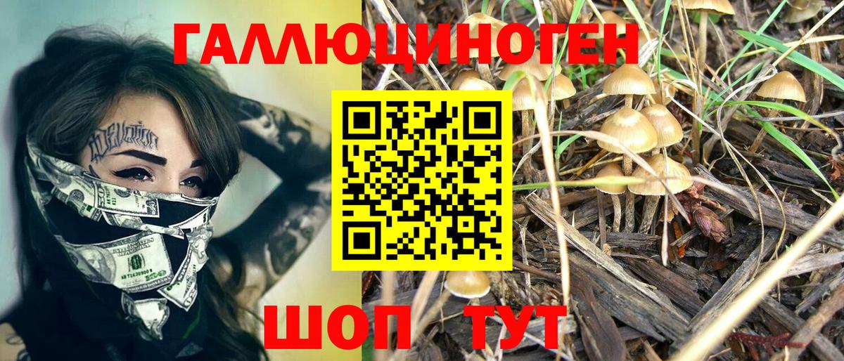 Галлюциногенные грибы Psilocybe Североморск